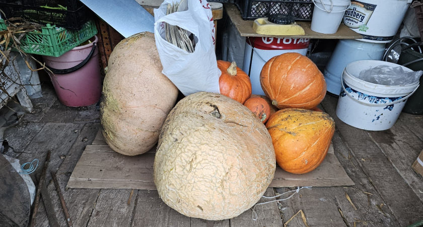 Три мои хитрости, после которых тыква доживает до лета — не гниёт, не сохнет, как будто только с грядки