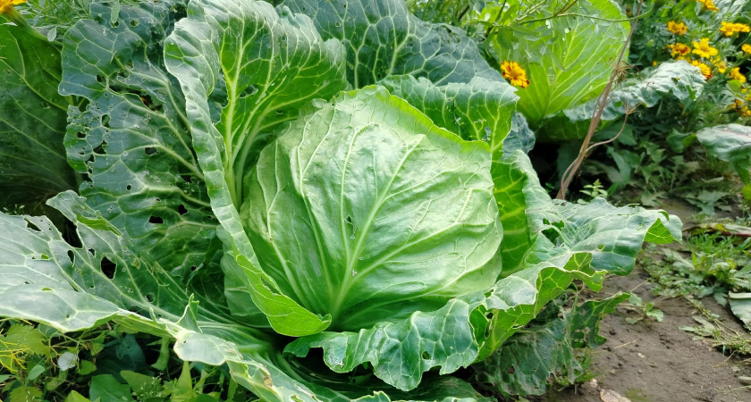 Хруст до июня и ни грамма гнили: как угадать идеальный день для уборки капусты - мой личный лайфхак