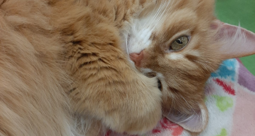 Почему кошка топчет вас лапками? Зоологи объяснили эти милую кошачью привычку