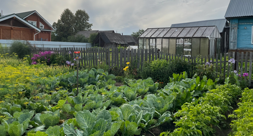 Что посадить под зиму в октябре 2025 года: полный список от агрономов и важные сроки