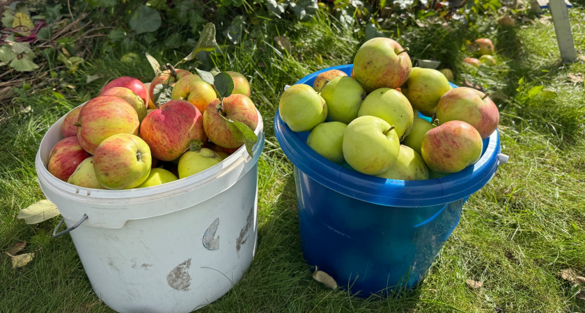 Мичуринская обрезка осенью — секрет плодородия, о котором забыли современные садоводы: урожая будет весной х3