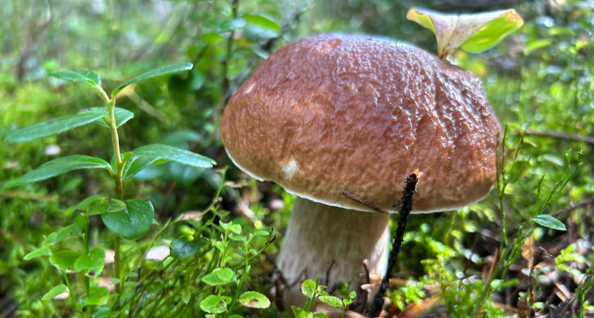 Белые грибы на участке - это реально, но есть 3 важных правила, без которых мицелий не приживется - раскрываю хитрость