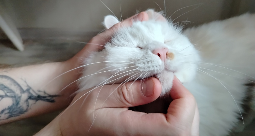 Думаете, кошки злятся, когда вы уезжаете? Ученые объяснили, почему это не просто обида