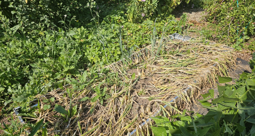 За зиму перегниют и толстенные ветки, и ботва: вот как я ускоряю компост - на заметку каждому дачнику