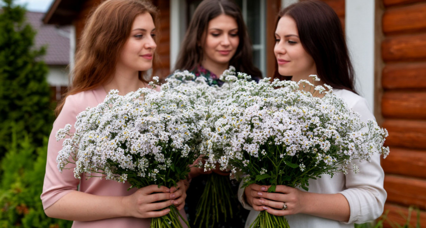 Посейте в октябре - в мае расцветет великолепный белоснежный ковер: разбросайте семена и забудьте