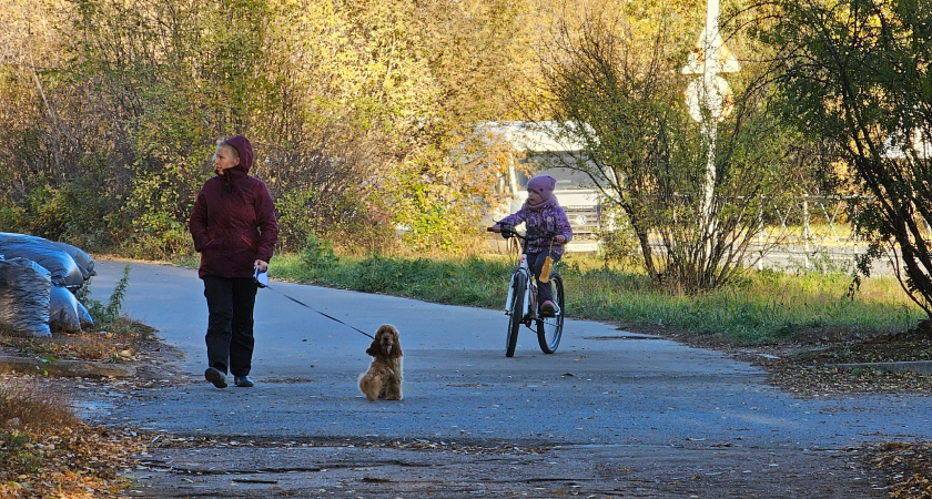 Кировская область увеличила экспорт продукции животноводства в 2025 году