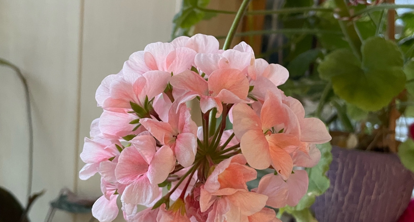 Лью гераням в октябре-ноябре, чтобы зимой они цвели ярче и обильнее, чем летом