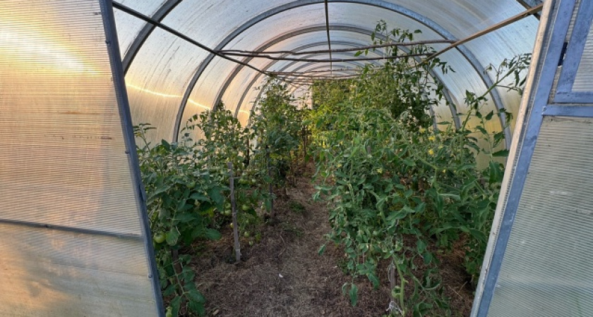  В ноябре обязательно посыпаю землю в теплице 1 стаканом такого «порошка» — к весне почва восстанавливается сама по себе