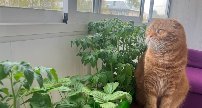 В ноябре открываю сезон выращивания огурцов на подоконнике: свежие овощи получу уже к новогоднему столу