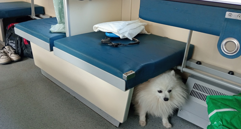 Эти породы собак пахнут сильнее остальных - не стоит держать в городской квартире