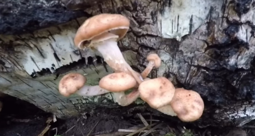 Опята в саду - сигнал большой беды: почему это опасно и как спасти огород. Должны знать все, у кого есть дача