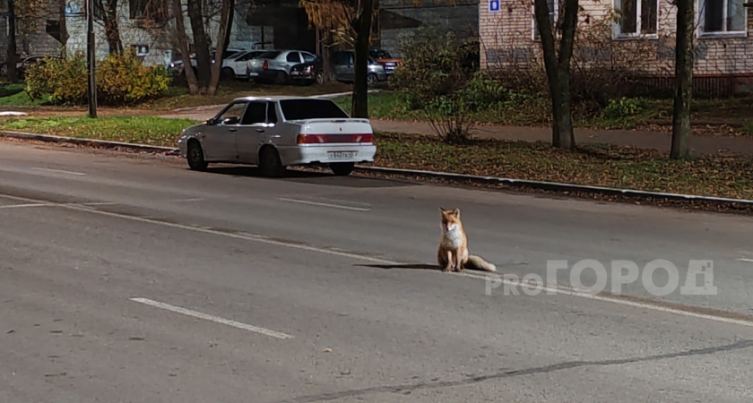 "Рыжие плутовки уже и лисят привели": чепчане сетуют на нашествие лисиц в городе. Опасны ли хищницы? 