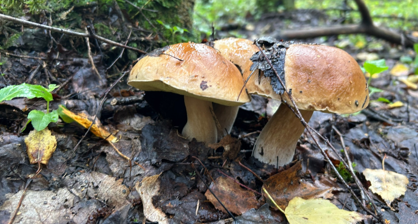 Белые грибы на участке - это реально, но есть 3 важных правила, без которых мицелий не приживется - раскрываю хитрость