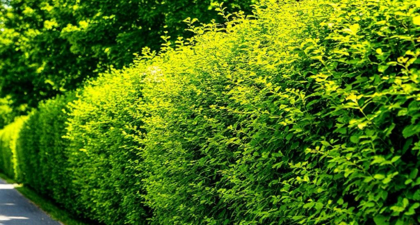 Спрятаться от соседей можно и без глухих заборов: 5 сорняков, помогающих огородиться от посторонних глаз