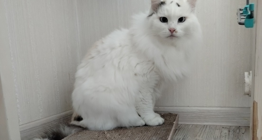 Почему кошки «копают» перед сном - 2 важные причины, о которых должен знать каждый владелец