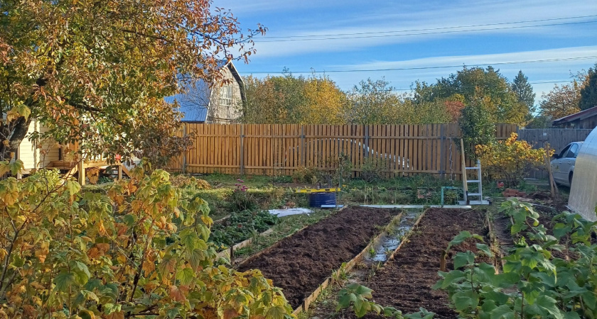 Одна обработка поздней осенью — и вредителей не будет целый год: готовлю мощную смесь, которая работает как щит для всего сада