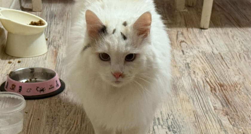 Что кошка на самом деле видит, когда смотрит на человека: должен знать каждый хозяин питомца 