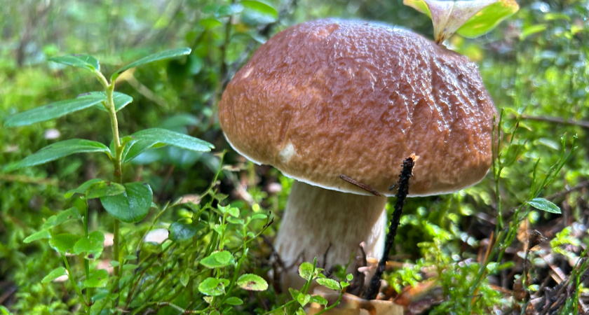 Собрала осенние грибы на жарку - в корзине оказалось 18 видов: показываю всю добычу и делюсь секретами сбора