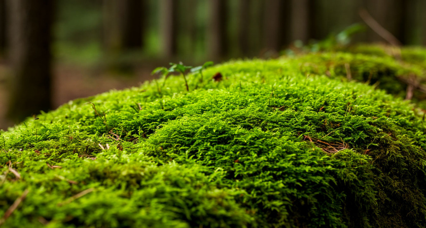 Мох и лишайник исчезают на глазах: готовлю ядрёную смесь из 3 подручных средств — осенняя обработка сада начисто