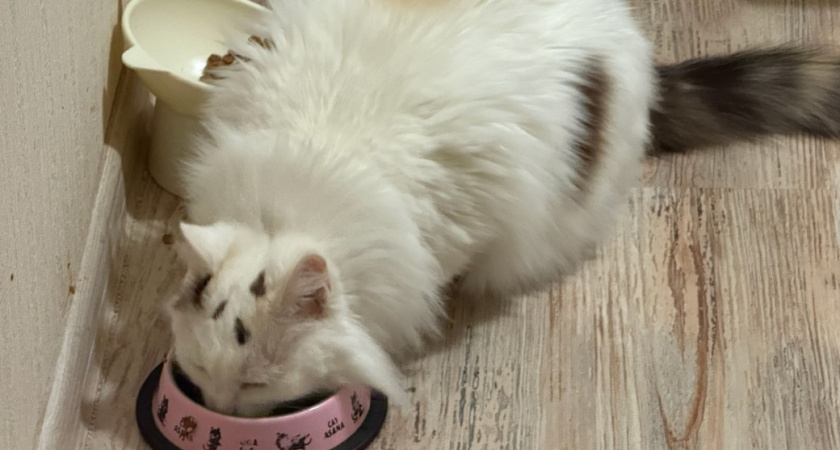 Скучает ли кошка без хозяина - всем владельцам нужно запомнить раз и навсегда