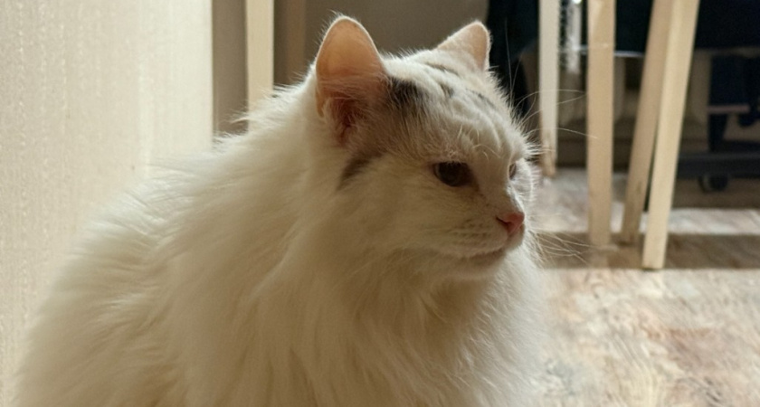 10 лучших пород кошек, которые не променяют вас на кусок колбаски - преданность их второе имя