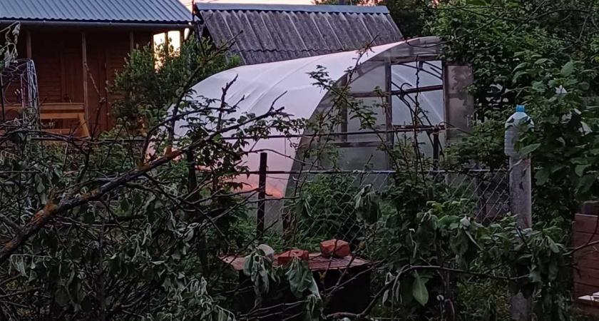 Осенняя подготовка сада: как защитить деревья и кустарники перед зимой