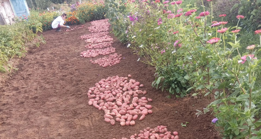 Урожайность картофеля в Кировской области выросла на треть