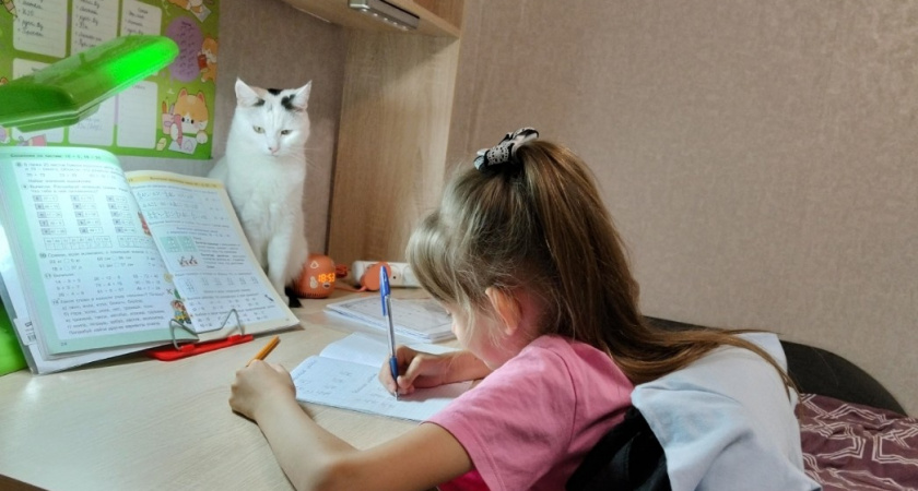 Почему кошки уходят из дома: 5 причин, о которых должен знать каждый хозяин 