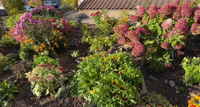 Почему осенью не стоит перекапывать сидераты — три агрономические причины и как правильно действовать