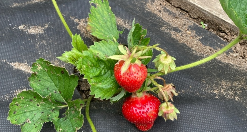 Три распространённые ошибки в уходе за клубникой весной — и как их избежать