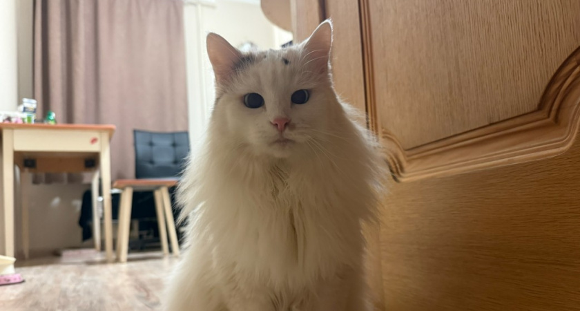 Не 1 раз и не 3 раза в неделю: как часто нужно мыть миски у кошки - запомните на всю жизнь