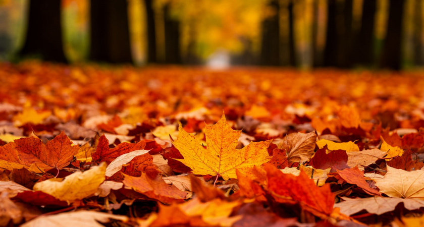 Листовая мульча: как собрать, обработать и использовать осенний опад для улучшения почвы и защиты растений