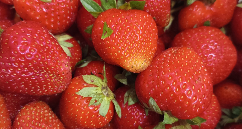 Как советские фермеры сохраняли клубнику зимой — и почему это гарантирует урожай даже в -30 °C