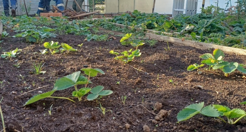 Советские фермеры знали толк в клубнике - вот как правильно готовить кусты к зиме: +10 кг уже в следующем сезоне