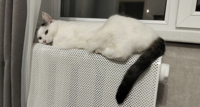 Как кошка выбирает, кого из семьи любить сильнее - обязан знать каждый владелец