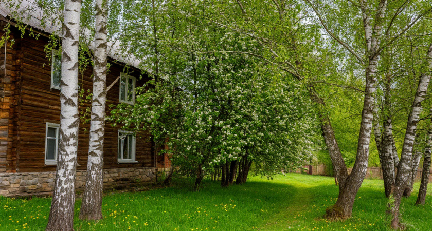 Это дерево «выпьет» вашу выгребную яму за три глотка: посадил и забыл про откачку навсегда 