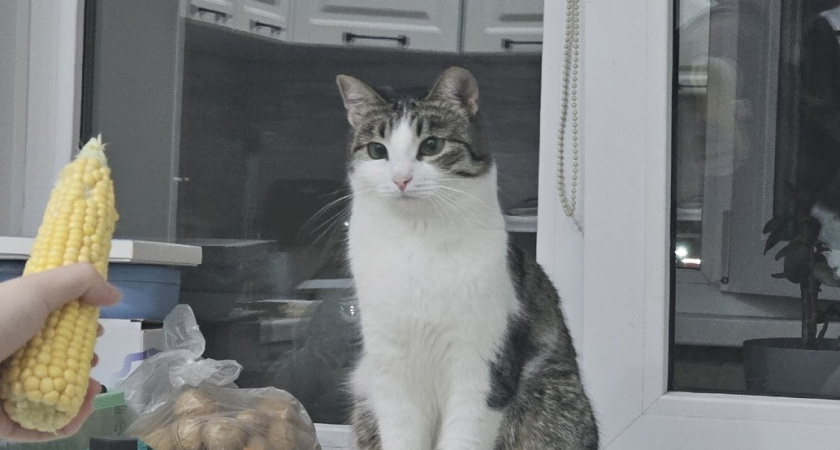 Не 1 и не 3 раза: сколько раз в день нужно кормить кошку - запомните на всю жизнь