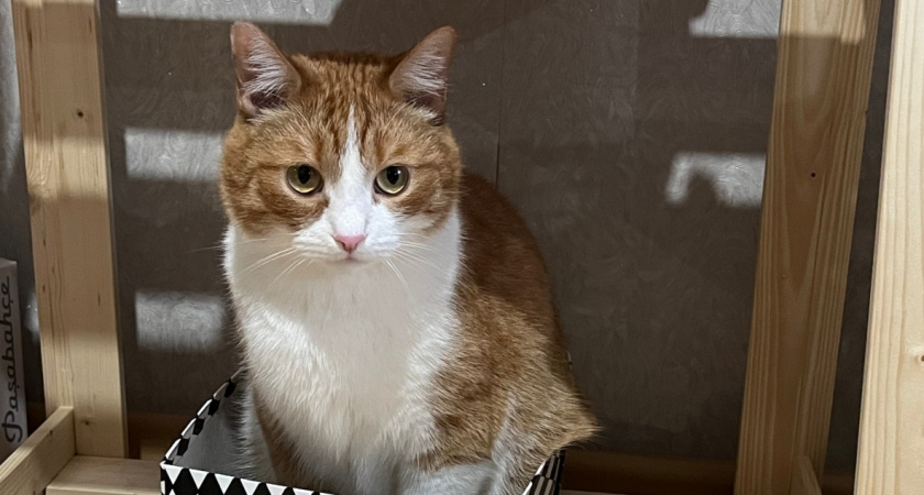 2 продукта, которыми мы сами травим кошек - радуемся, когда едят. Никогда так не делайте 