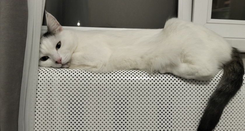 Можно ли спать там, где спит ваша кошка? Запомните раз и навсегда