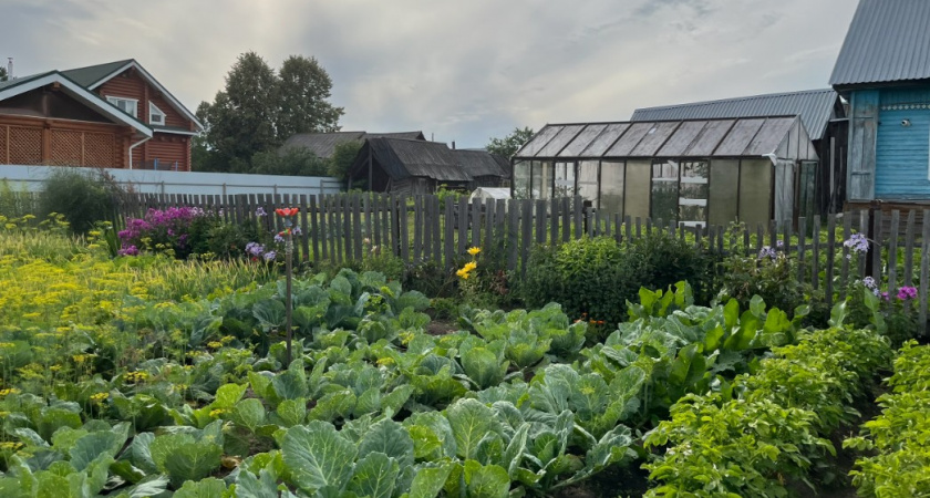 9 вредителей, которых вы сами приносите на дачу и даже не подозреваете - они уничтожают 80% урожая