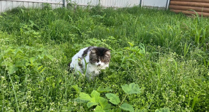 Узнает ли кошка хозяина в толпе незнакомцев - должен знать каждый владелец питомца 