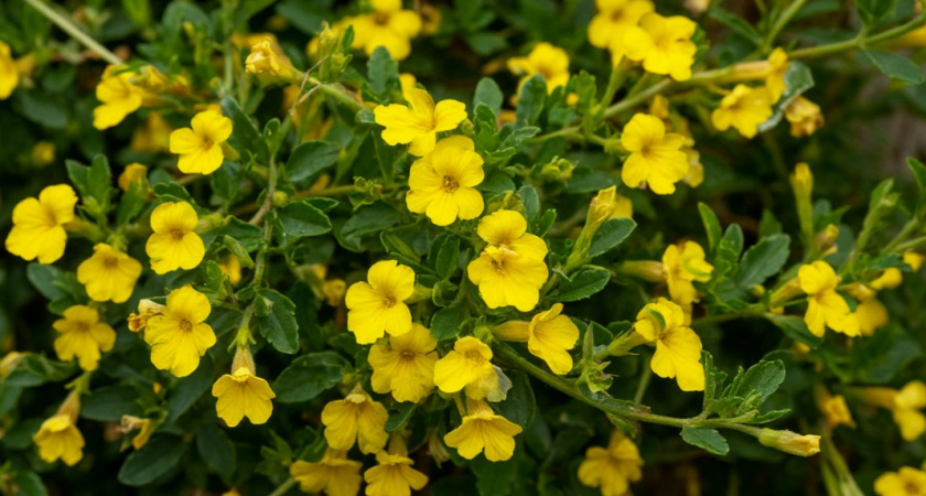 Не борщевик: проблемное растение распространяется по дачам и полям - уничтожает и засоряет огородные посадки