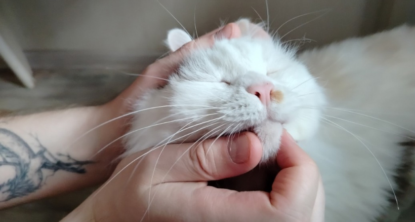 Как понять, что кошка вас благодарит - 6 самых верных знаков 