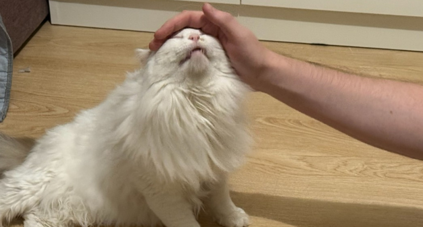 7 жестов, которые понимают все кошки. Полезно знать каждому хозяину