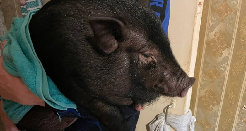 "В пять месяцев Розалия весит 40 килограммов": чепчанин держит дома вислобрюхую свинью