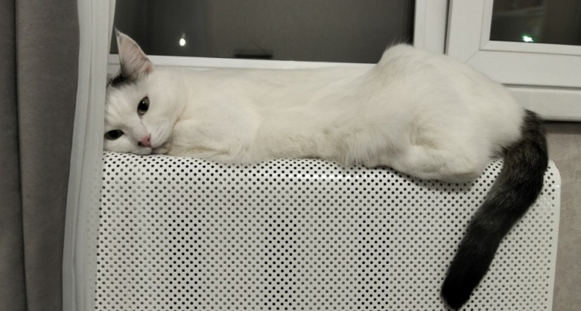 Почему умные пенсионеры заводят кошек, а не собак. 7 причин, о которых должны знать все, кому за 55