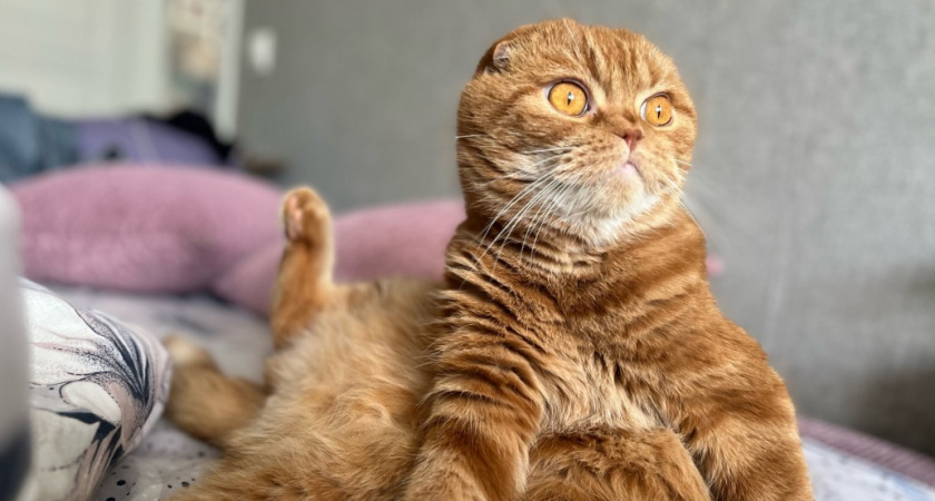 Почему кошка спит у входной двери - об этой привычке должен знать каждый хозяин