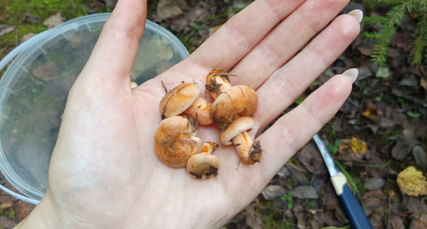 Перенес лесные грибы на свой участок. Раскрываю все тонкости осеннего «посева» для будущего урожая