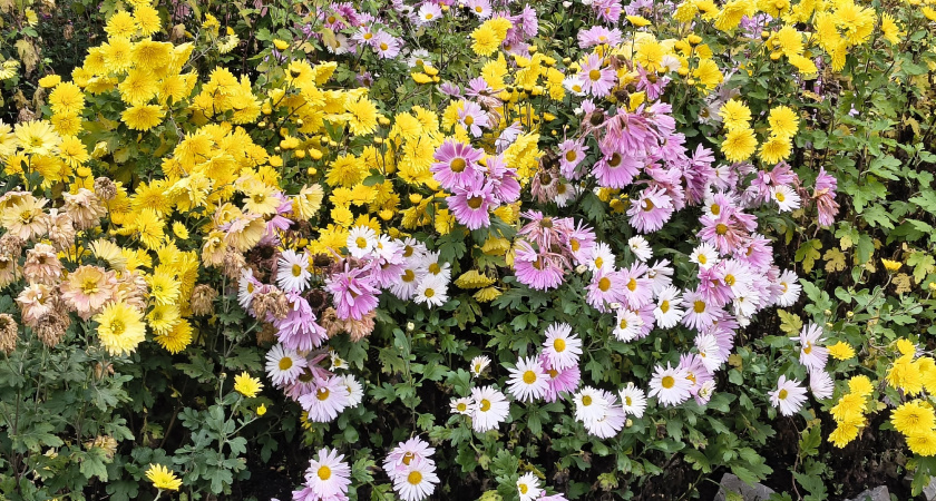 Мой секрет цветника, который лопается от зелени уже в мае: 12 посадок под зиму