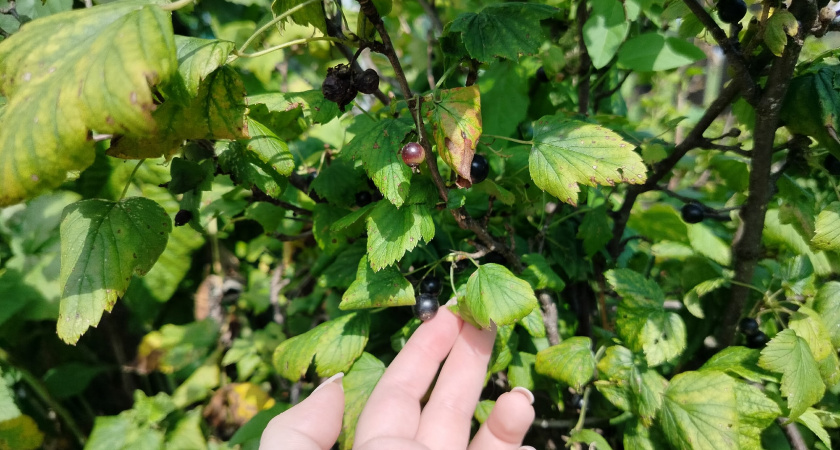 Обязательный осенний ритуал: чем опудрить смородину, чтобы на следующий год она ломилась от ягод